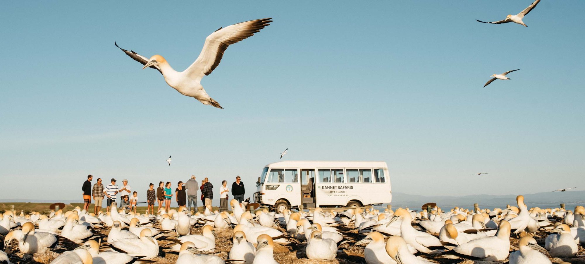 Gannet Colony Tour with Bus and People Banner