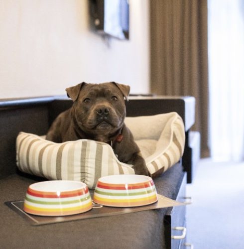 Pet Friendly Rooms Heartland Hotel Queenstown